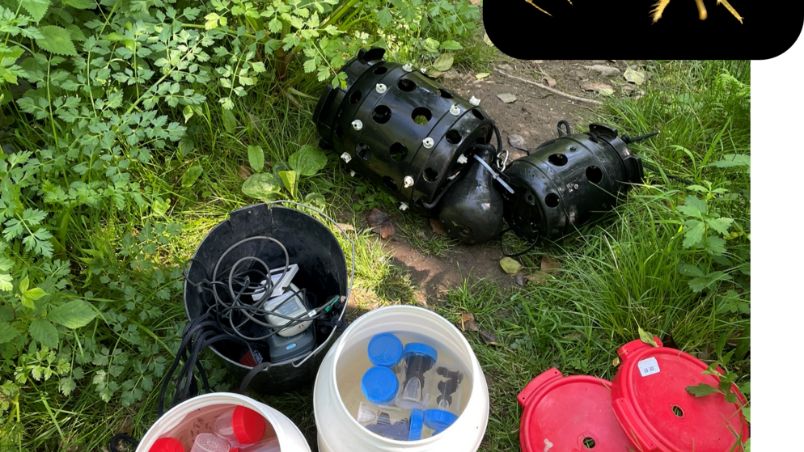 Surveillance des masses d’eau via l’utilisation de gammares encagés in situ