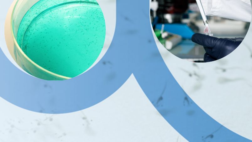 Quels modes d'actions biologiques sélectionner et mettre en œuvre pour tester la toxicité d'eaux douces continentales ? Application à la Seine Francilienne